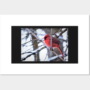 Bright Red Cardinal in the Winter Posters and Art